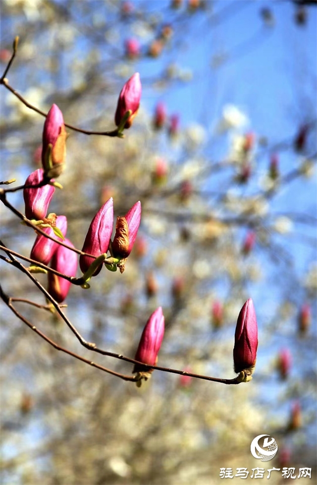 大美天中&middot;春色||開在街頭的春天