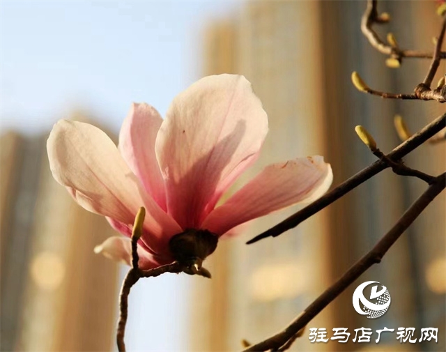 大美天中&middot;春色||開在街頭的春天