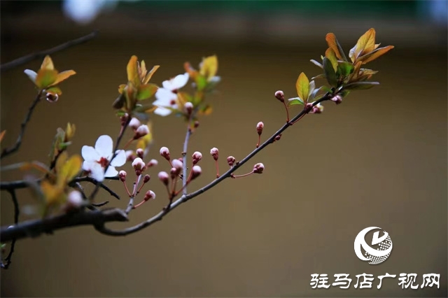 大美天中&middot;春色||開在街頭的春天