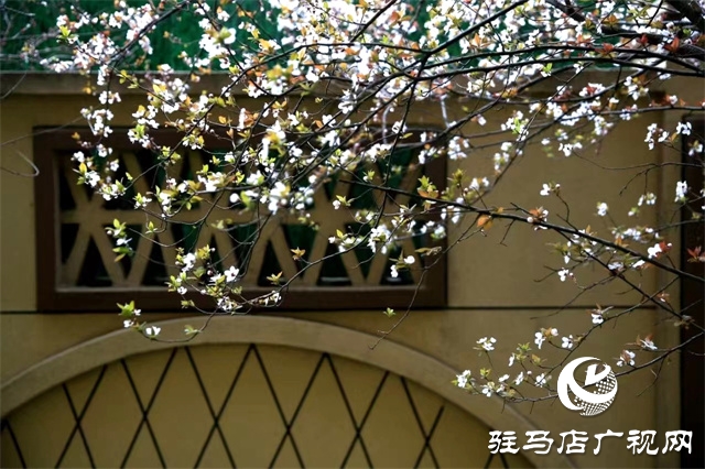 大美天中&middot;春色||開在街頭的春天