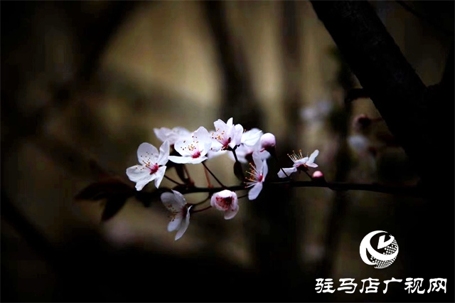 大美天中&middot;春色||開在街頭的春天