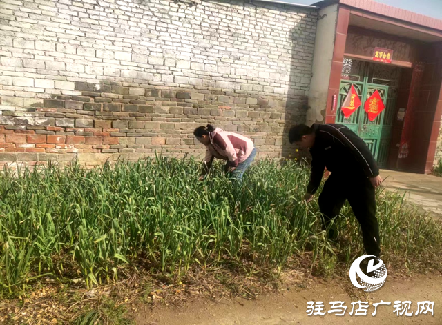 確山縣普會寺鎮(zhèn):開展春季禁種鏟毒踏查專項行動