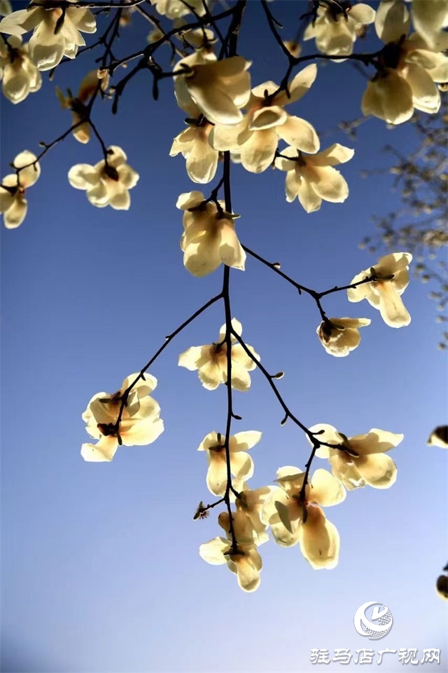 大美天中&middot;春色||開在街頭的春天