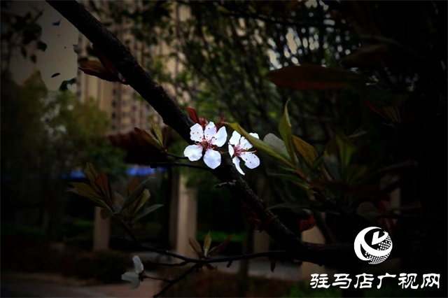 大美天中&middot;春色||開在街頭的春天