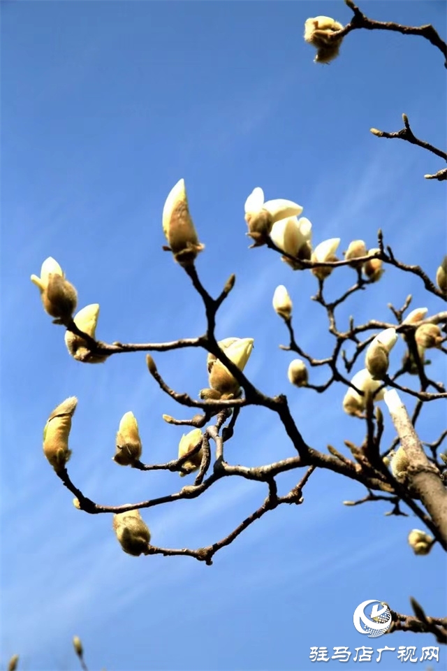 大美天中&middot;春色||開在街頭的春天