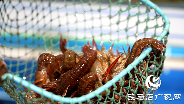 第一批小龍蝦已上市，你&ldquo;嘗鮮&rdquo;了嗎？