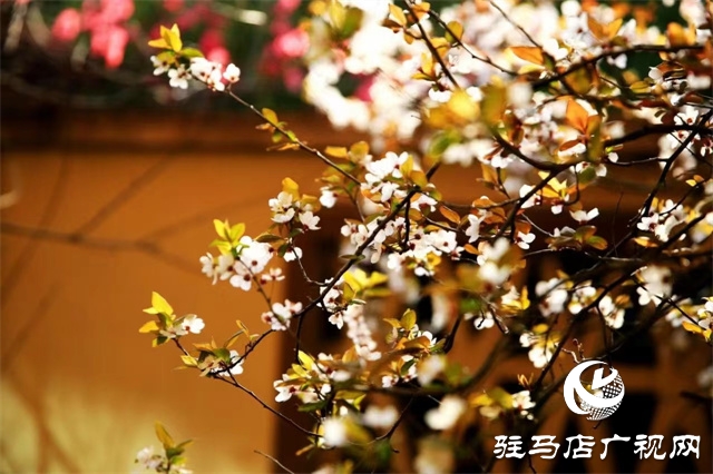 大美天中&middot;春色||開在街頭的春天