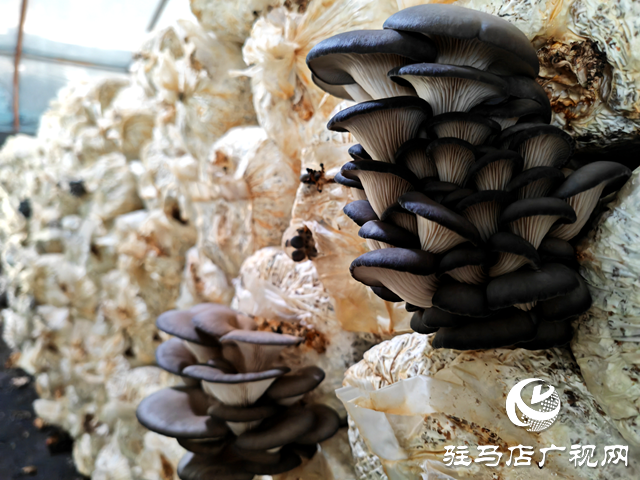 平輿縣萬冢鎮(zhèn)蔡莊村:大棚平菇撐開了村民就業(yè)增收“致富傘”