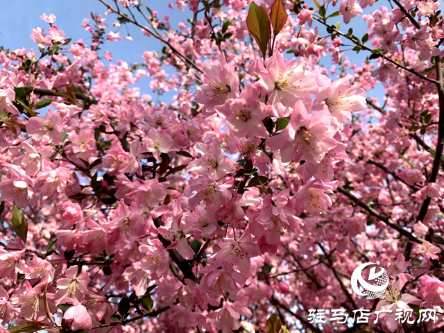 西平縣:海棠花盛開 春意盎然滿城香