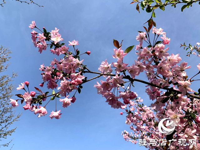 西平縣:海棠花盛開 春意盎然滿城香