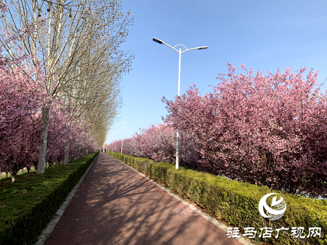 西平縣:海棠花盛開 春意盎然滿城香