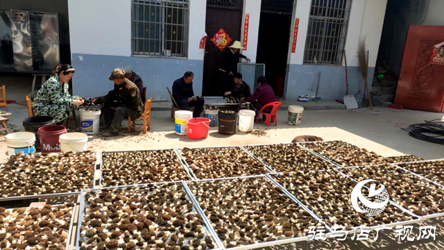 泌陽(yáng)縣銅山鄉(xiāng)：小小羊肚奏響春日&ldquo;豐收曲&rdquo;