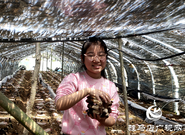 泌陽(yáng)縣銅山鄉(xiāng)：小小羊肚奏響春日&ldquo;豐收曲&rdquo;