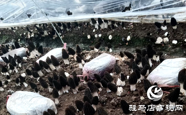 泌陽(yáng)縣銅山鄉(xiāng)：小小羊肚奏響春日&ldquo;豐收曲&rdquo;