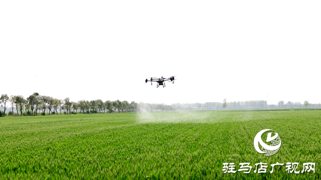 西平縣召開小麥條銹病、赤霉病統(tǒng)防統(tǒng)治現(xiàn)場(chǎng)會(huì)