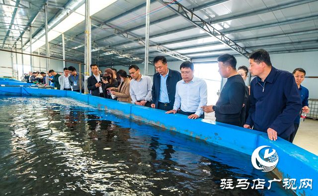 西平：&ldquo;一條鱸魚&rdquo;游出一條致富路