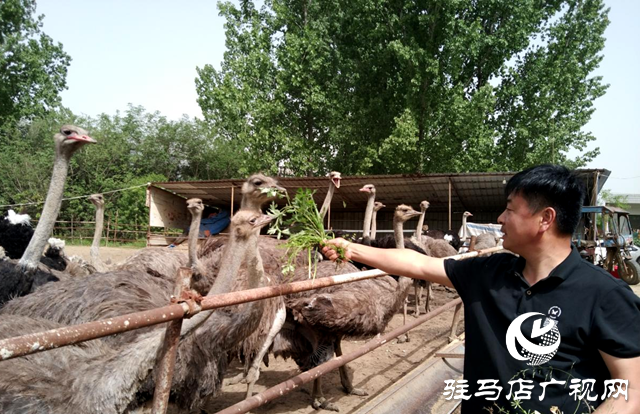 泌陽縣泰山廟鎮(zhèn):鴕鳥“奔”出致富路 特色養(yǎng)殖助振興