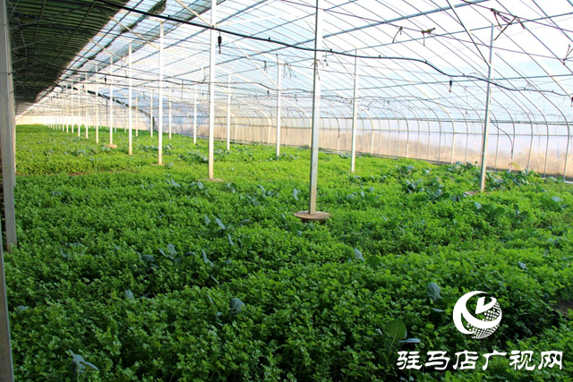 確山縣李新店鎮(zhèn):黨建引領(lǐng) “三產(chǎn)”融合 鋪就鄉(xiāng)村致富路