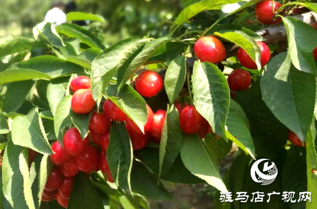 確山縣李新店鎮(zhèn):黨建引領(lǐng) “三產(chǎn)”融合 鋪就鄉(xiāng)村致富路