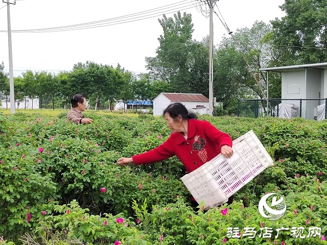 泌陽縣雙廟街鄉(xiāng)付洼村：玫瑰花開香滿園 鄉(xiāng)村振興展畫卷