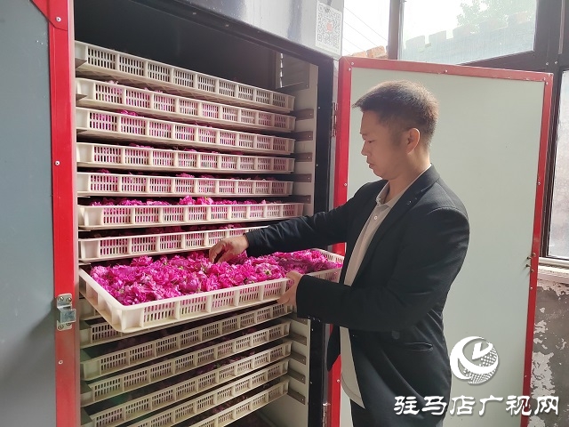 泌陽縣雙廟街鄉(xiāng)付洼村：玫瑰花開香滿園 鄉(xiāng)村振興展畫卷