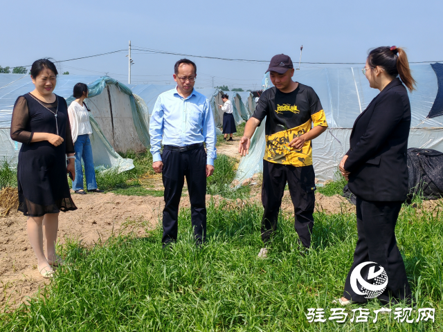 平輿縣辛店鄉(xiāng)新淇溝村：螞蚱養(yǎng)殖成&ldquo;新寵&rdquo;&ldquo;蹦&rdquo;出致富新路徑