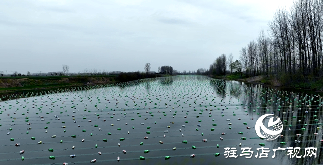 平輿縣老王崗鄉(xiāng)黃灣村:800畝汝河故道淡水養(yǎng)殖80萬只珍珠蚌助村民增收致富