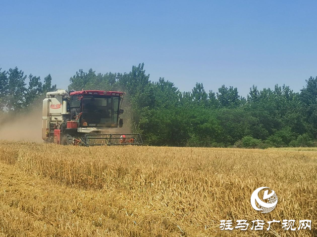 確山縣：91萬畝小麥 &ldquo;開鐮&rdquo;收割