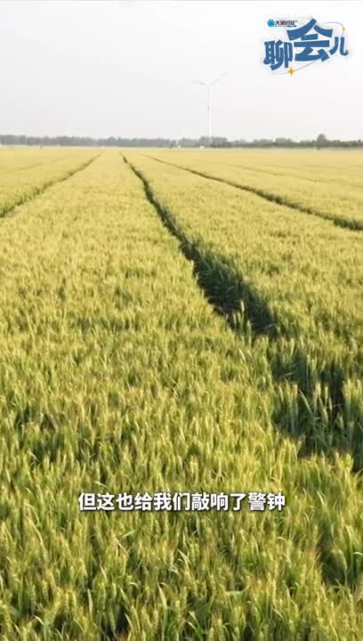 收麥了！河南準(zhǔn)備好了嗎？| 大象時(shí)政+聊“會(huì)”兒