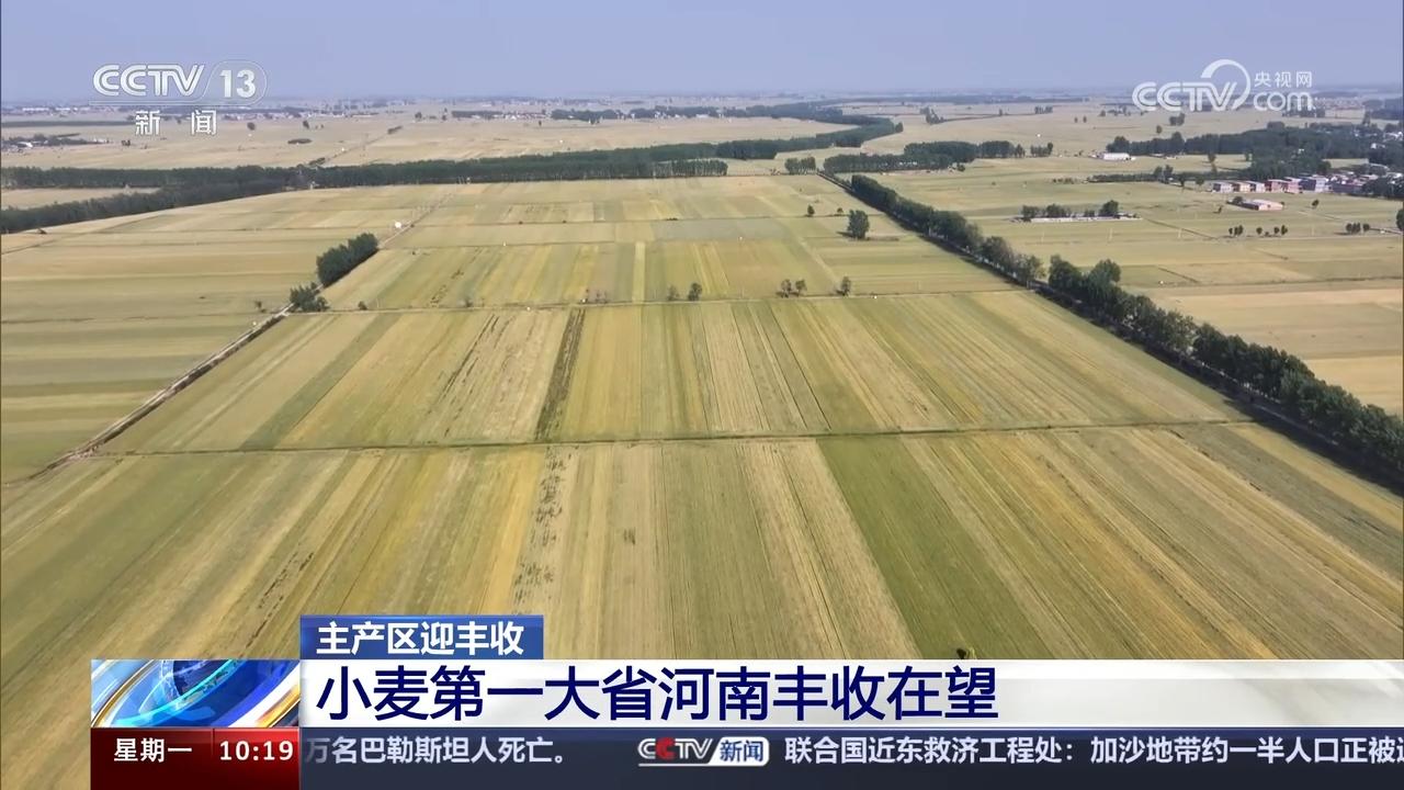 小麥主產(chǎn)區(qū)豐收在望 多措并舉確保夏糧顆粒歸倉(cāng)