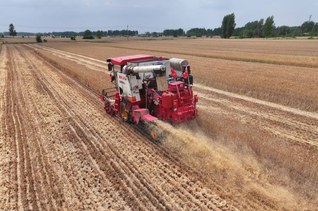 河南山東等地小麥陸續(xù)開鐮收割