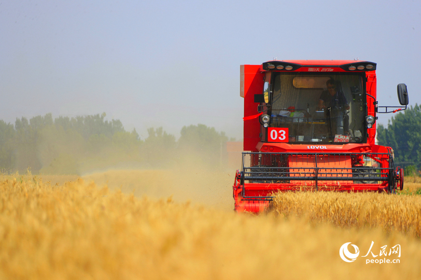 河南：農(nóng)機(jī)&ldquo;顯身手&rdquo; 中原糧倉(cāng)迎麥?zhǔn)? /></p>
<p>小麥機(jī)收"比武"現(xiàn)場(chǎng)。人民網(wǎng) 霍亞平攝</p>
<p>12345678下一頁(yè)</p>
<p>人民網(wǎng)南陽(yáng)5月24日電（楊曉娜、霍亞平）&ldquo;開(kāi)始！&rdquo;&hellip;&hellip;隨著裁判員一聲令下，數(shù)十臺(tái)小麥聯(lián)合收割機(jī)一字排開(kāi)，開(kāi)足馬力，各顯&ldquo;神威&rdquo;。23日上午，河南省2024年小麥機(jī)收減損技能大比武在南陽(yáng)市新野縣舉行，中原糧倉(cāng)迎來(lái)麥?zhǔn)諘r(shí)刻。</p>
<p>麥浪翻滾，農(nóng)機(jī)爭(zhēng)鋒。農(nóng)機(jī)手們?cè)隈{駛室內(nèi)熟練地操控著方向盤，通過(guò)一鍵啟動(dòng)，不斷調(diào)整刀片和滾筒的間隙，確保每一粒小麥都能顆粒歸倉(cāng)。轟鳴聲中，一棵棵穗飽粒足的小麥被盡數(shù)收割，脫粒、入倉(cāng)一氣呵成。</p>
<p>&ldquo;根據(jù)作業(yè)的質(zhì)量速度和留茬高低進(jìn)行綜合評(píng)比，比賽將評(píng)選出一二三等獎(jiǎng)。&rdquo;河南省小麥機(jī)收減損技能大比武指導(dǎo)組專家王萬(wàn)章介紹。</p>
<p>&ldquo;農(nóng)機(jī)設(shè)備好！留茬在15公分以下，力爭(zhēng)不讓每一粒小麥落地！&rdquo;來(lái)自新野縣的參賽選手朱新平有著20年的機(jī)收經(jīng)驗(yàn)，這次比賽獲得了一等獎(jiǎng)。</p>
<p>河南省農(nóng)業(yè)農(nóng)村廳農(nóng)機(jī)化處處長(zhǎng)王秋生表示：&ldquo;減損就是增產(chǎn)，降耗就是增收，規(guī)范小麥機(jī)收作業(yè)標(biāo)準(zhǔn)、推廣機(jī)收減損技術(shù)，努力把小麥機(jī)收環(huán)節(jié)的損失率降至最低。&rdquo;目前，河南省小麥機(jī)收率達(dá)99%以上，平均機(jī)收損失率控制在1%以內(nèi)。</p>
<p>現(xiàn)場(chǎng)，還進(jìn)行了減損監(jiān)測(cè)、秸稈打捆、免耕播種等操作演示。</p>
<p>目前，河南省8500多萬(wàn)畝小麥由南向北陸續(xù)進(jìn)入收獲期。今年&ldquo;三夏&rdquo;期間，河南省計(jì)劃投入農(nóng)機(jī)400萬(wàn)臺(tái)（套）以上，其中聯(lián)合收割機(jī)20萬(wàn)臺(tái)、履帶式收割機(jī)3萬(wàn)臺(tái)。此外，313個(gè)區(qū)域農(nóng)機(jī)服務(wù)中心、716支應(yīng)急搶收服務(wù)隊(duì)嚴(yán)陣以待，確保夏糧顆粒歸倉(cāng)。</p>
      <!--ecms.*-->
      <p class=