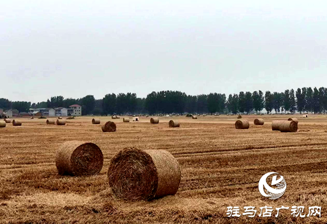 平輿縣十字路鄉(xiāng):多種舉措扛穩(wěn)“肩頭責” 全力打好“夏收”主動仗