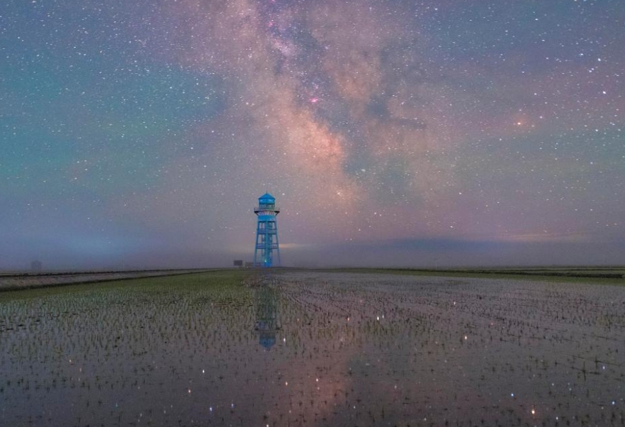 初夏“北大倉”舒展稻田星光畫卷