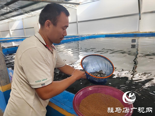 遂平縣出山鎮(zhèn):鱸魚(yú)養(yǎng)出新“豐”景