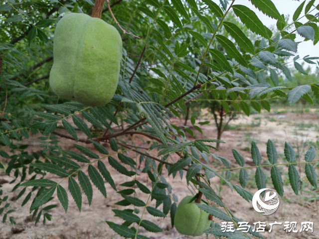 平輿縣高楊店鎮(zhèn)洼李村：堅持黨建引領(lǐng) 讓鄉(xiāng)村振興之路越走越寬