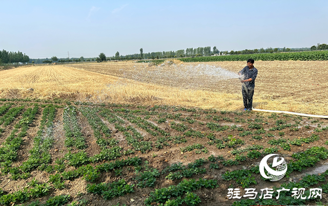 泌陽縣郭集鎮(zhèn)：全力打好抗旱保苗&ldquo;主動(dòng)仗&rdquo;