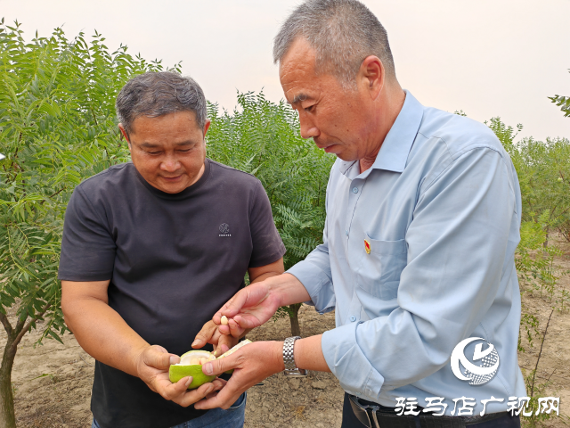平輿縣高楊店鎮(zhèn)洼李村：堅持黨建引領(lǐng) 讓鄉(xiāng)村振興之路越走越寬