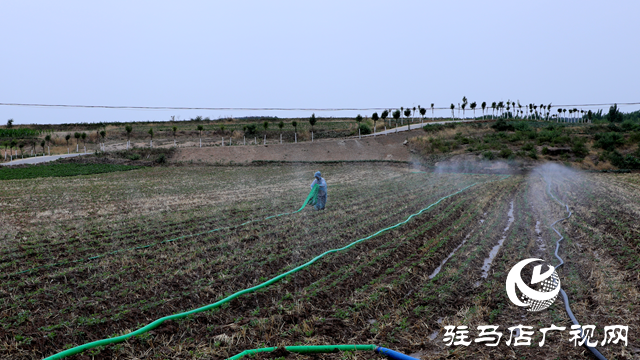 泌陽縣下碑寺鄉(xiāng)：黨群合力抗旱 千畝農(nóng)田&ldquo;止渴&rdquo;