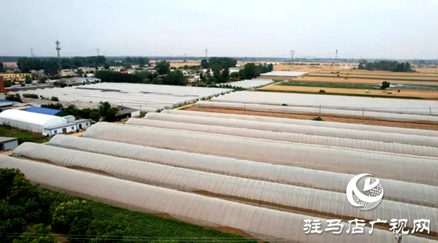 遂平:蔬菜大棚“種”出鄉(xiāng)村振興好“錢”景