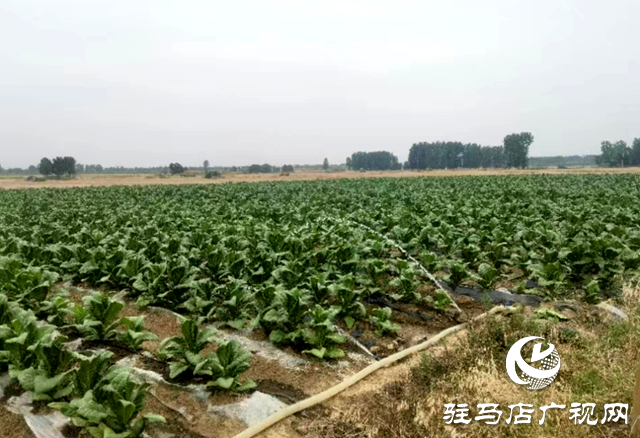 泌陽(yáng)縣賒灣鎮(zhèn)：&ldquo;渴&rdquo;不容緩出實(shí)招 抗旱保秋穩(wěn)民心