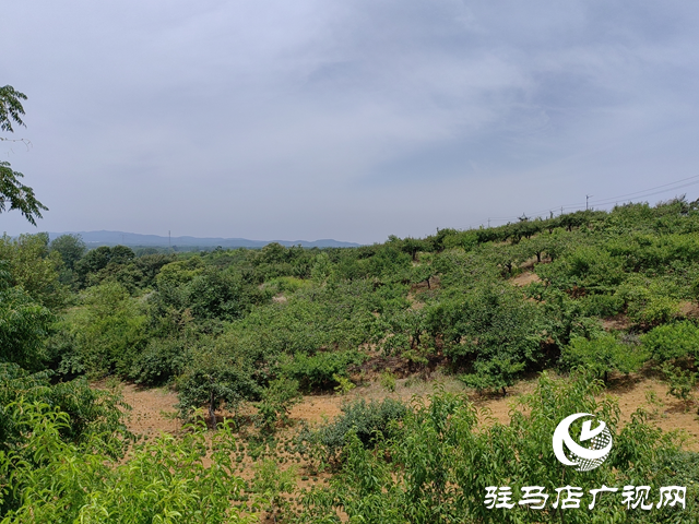 泌陽縣馬谷田：特色林果業(yè)成鄉(xiāng)村振興&ldquo;助推器&rdquo;