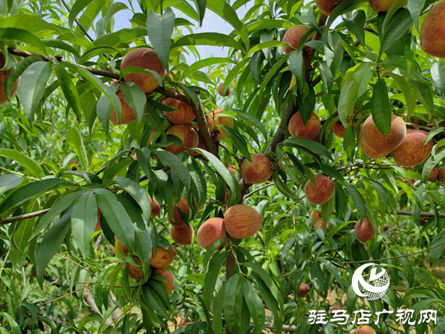 泌陽縣馬谷田：特色林果業(yè)成鄉(xiāng)村振興&ldquo;助推器&rdquo;