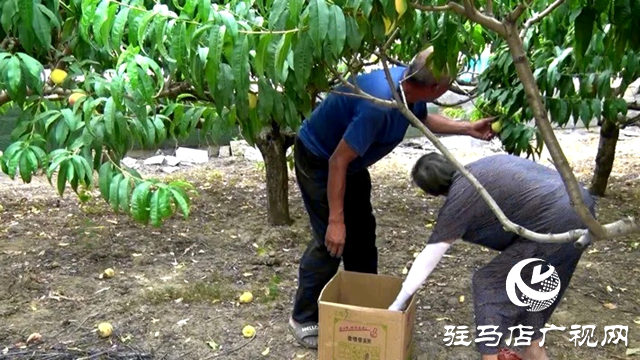 遂平縣:齊心協(xié)力 助農(nóng)賣桃