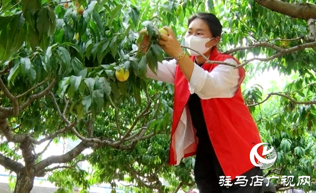 遂平縣:齊心協(xié)力 助農(nóng)賣桃