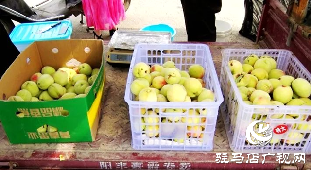 遂平縣:齊心協(xié)力 助農(nóng)賣桃