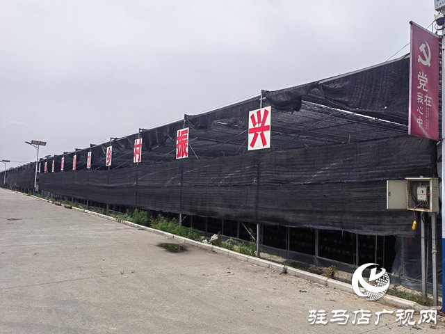 確山縣石滾河鎮(zhèn)小謝莊村:黨建引領(lǐng)聚合力 產(chǎn)業(yè)發(fā)展促振興