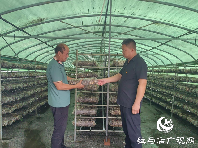 確山縣石滾河鎮(zhèn)小謝莊村:黨建引領(lǐng)聚合力 產(chǎn)業(yè)發(fā)展促振興