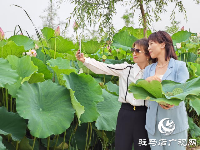 平輿縣楊埠鎮(zhèn)陳凡村：大力發(fā)展&ldquo;蓮經(jīng)濟(jì)&rdquo;讓小小蓮子成為鄉(xiāng)村振興的大產(chǎn)業(yè)