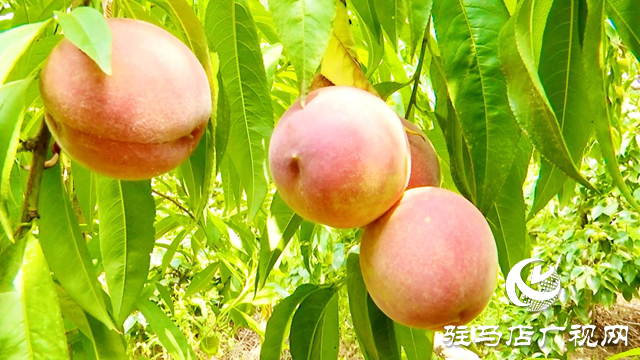 正陽縣慎水鄉(xiāng)大鄒寨村:“林上林下”生態(tài)發(fā)展 拓寬群眾增收致富路